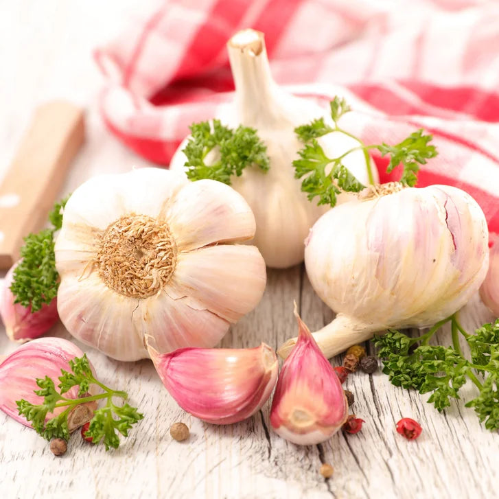 Horticana: Northern Harvest Garlic
