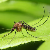 Mosquito Barrier Canada's Premier Mosquito and Tick Repellent 4.7L