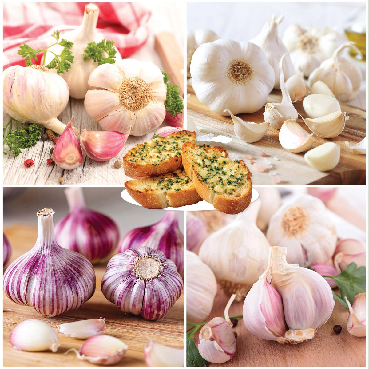 Horticana: Northern Harvest Garlic