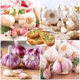 Horticana: Northern Harvest Garlic