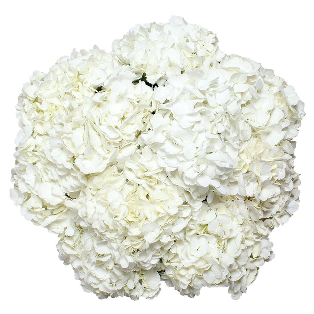 Hydrangea, 30 Stems K9